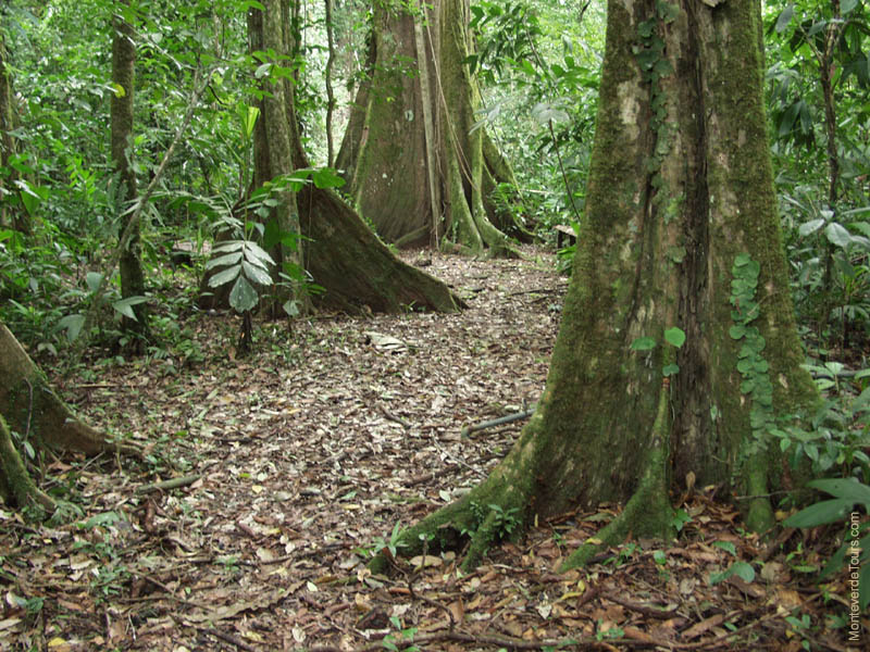 MONTEVERDE CLOUD FOREST… ONE DESTINATION, THREE OPTIONS