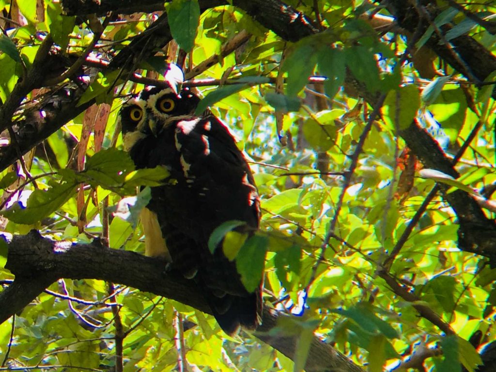 PALO VERDE NATURE CRUISE