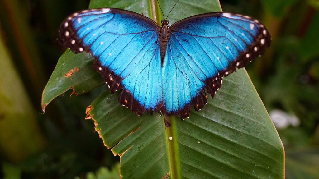 HELICONIAS TROPICAL RAIN FOREST WITH HANGING BRIDGES, WATERFALL & BOTANICAL GARDEN