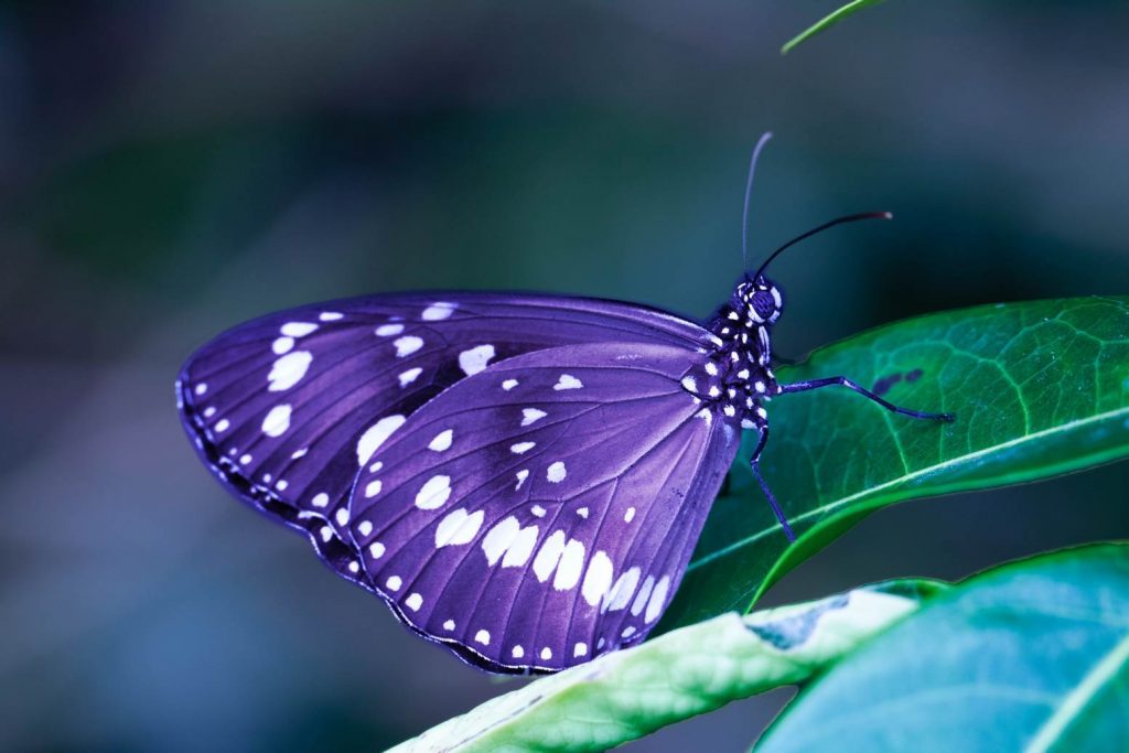 HELICONIAS TROPICAL RAIN FOREST WITH HANGING BRIDGES, WATERFALL & BOTANICAL GARDEN